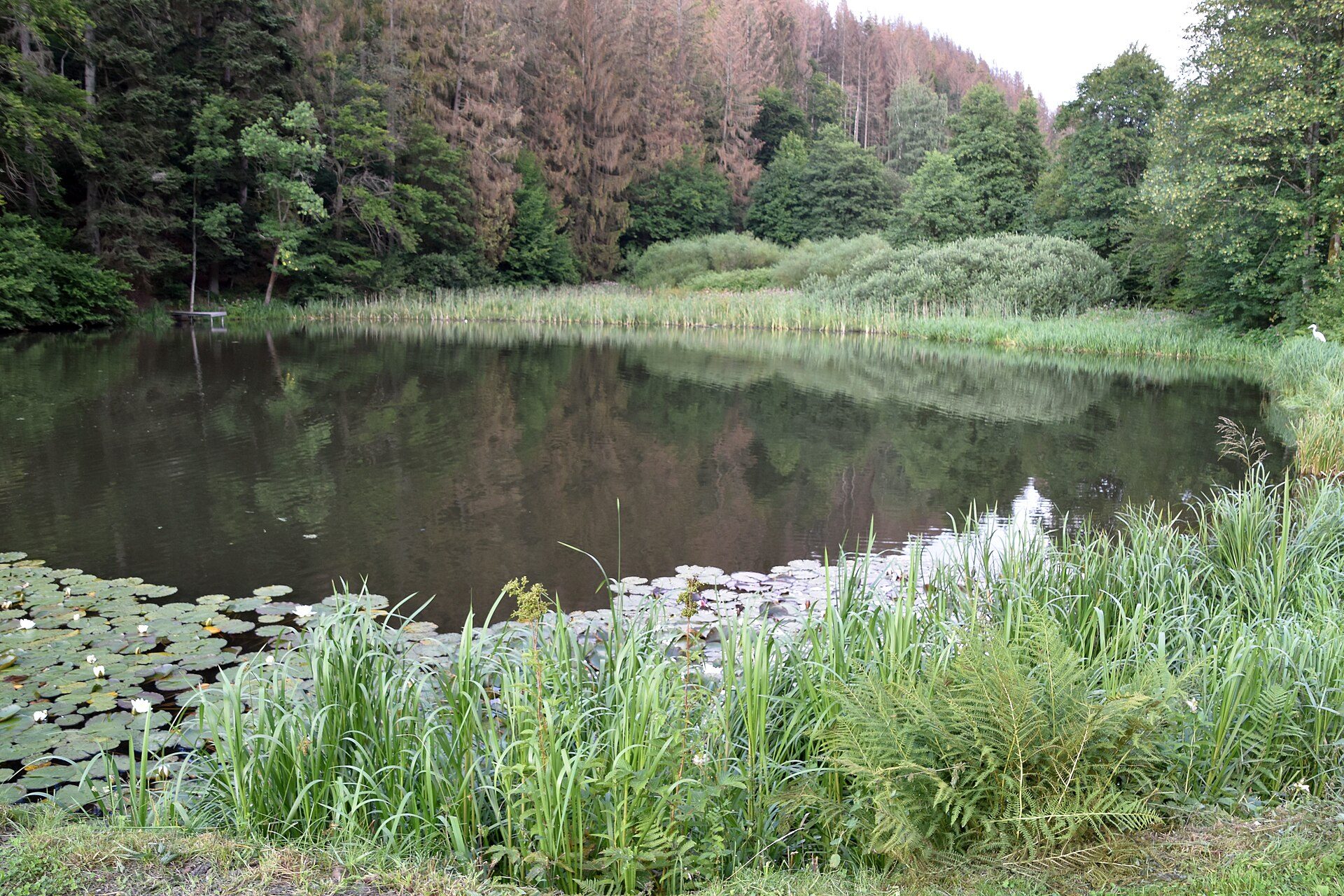 Harz Hideaway: natuurcamping met tiny houses in Lerbach